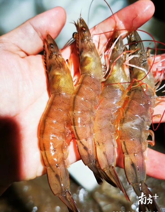 大鳌南美白对虾。吴铭耀摄