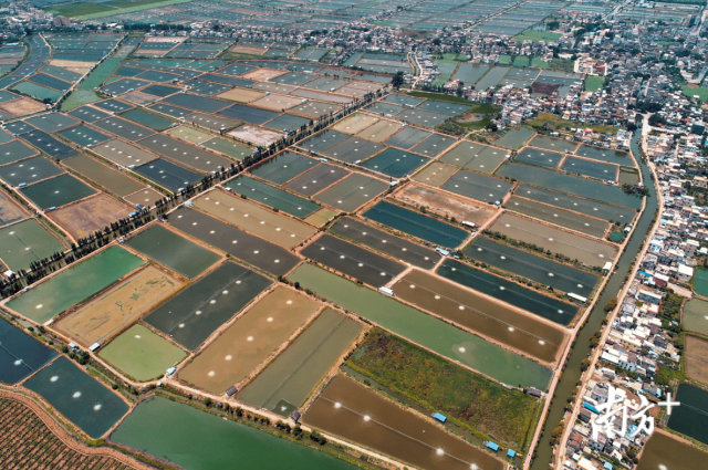 大鳌镇特色水产养殖。陈伟潮摄