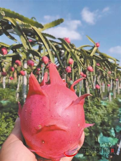 火龙果.jpeg