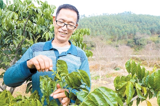 黄皮果树陆续冒出花蕊,余彦石今年有望实现大丰收。 黄皮果树陆续冒出花蕊,余彦石今年有望实现大丰收。