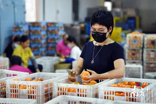 邓迪方与工人在加工厂包装“玫瑰柑”