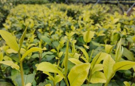 云浮培育多个茶树品种 刘烁供图