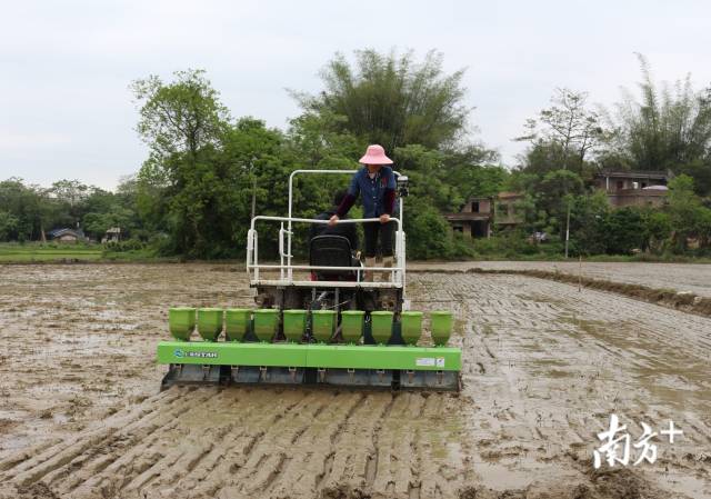 近年来,英德积极推进水稻生产全程机械化工作。
