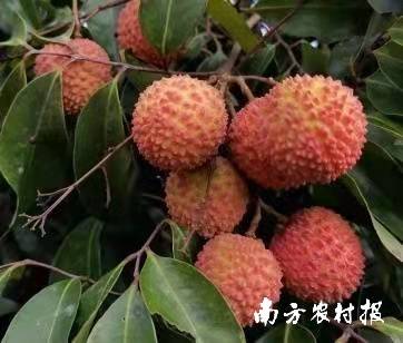 目前,高州桂味也已经成熟上市 目前,高州桂味也已经成熟上市