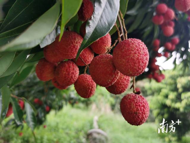 在从化试种成功的无核荔枝(摄于2020年7月) 在从化试种成功的无核荔枝(摄于2020年7月)