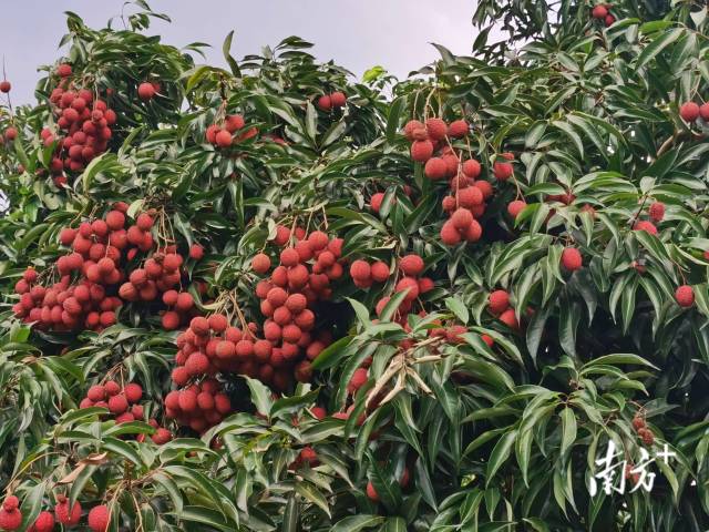 在从化试种成功的无核荔枝(摄于2020年7月) 在从化试种成功的无核荔枝(摄于2020年7月)