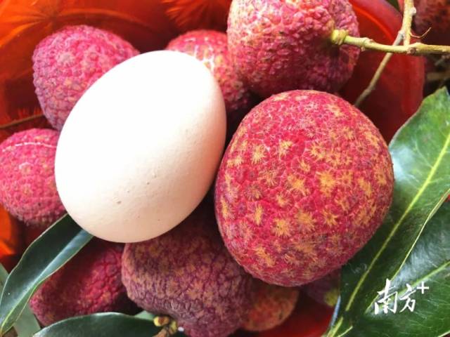 最大的无核荔枝个头堪比鸡蛋(摄于2020年7月) 最大的无核荔枝个头堪比鸡蛋(摄于2020年7月)