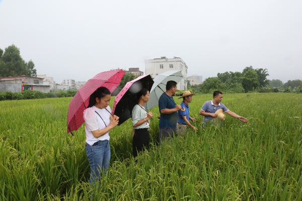 惠州市农科所技术人员到惠东铁涌丝苗米示范推广基地查看水稻生长情况(摄影:汤倩).jpg