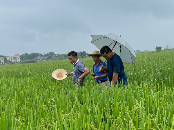 惠州市农科所技术人员到惠东铁涌丝苗米示范推广基地查看水稻生长情况.jpg