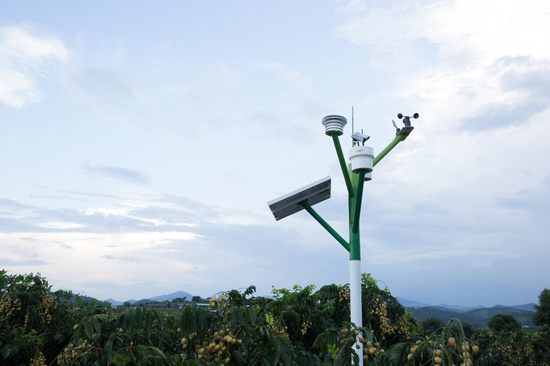 郁南无核黄皮基地通过安装农眼监测基站,实现数字化管理