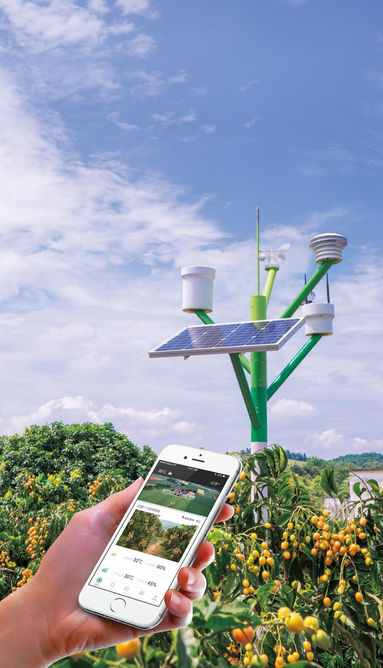 郁南无核黄皮应用的可溯源技术