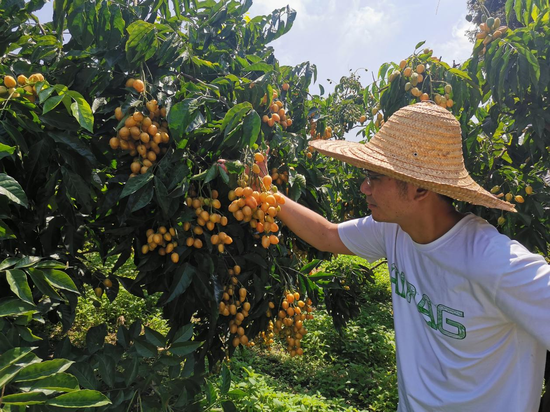 大气候营销团队实地考察郁南无核黄皮的品质
