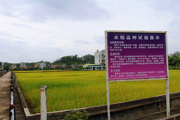 国家和省级水稻品种区域试验区(摄影:汤倩).jpg