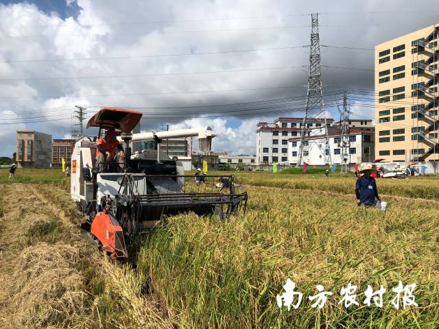 机手正在进行收割作业