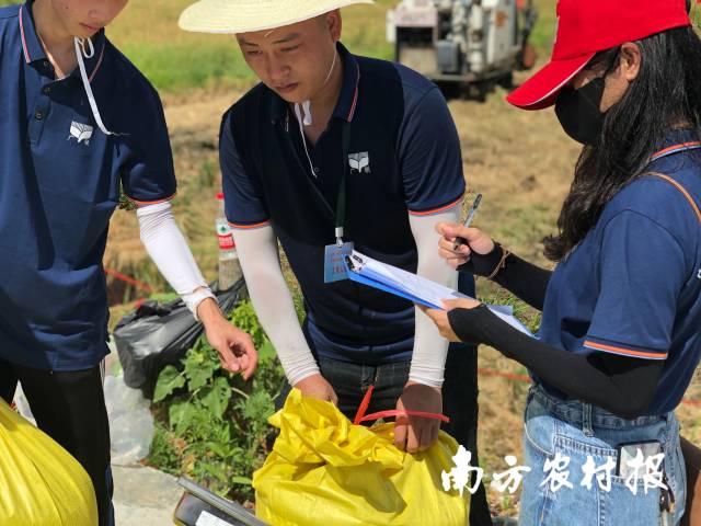 裁判对机手收割的水稻进行称重
