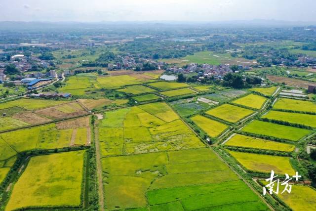 兴宁丝苗米省级现代农业产业园涵盖5镇,园区内水稻种植总面积20万亩。南方日报记者 何森垚 摄 兴宁丝苗米省级现代农业产业园涵盖5镇,园区内水稻种植总面积20万亩。南方日报记者 何森垚 摄