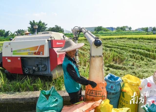 火热的7月,早稻迎来丰收。南方日报记者 何森垚 摄 火热的7月,早稻迎来丰收。南方日报记者 何森垚 摄