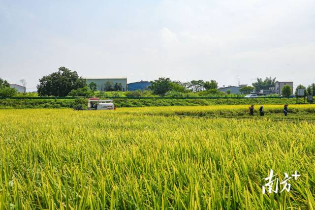 兴宁推广高产量、高品质丝苗米种植,联农带农效应日显。 南方日报记者 何森垚 摄 兴宁推广高产量、高品质丝苗米种植,联农带农效应日显。 南方日报记者 何森垚 摄