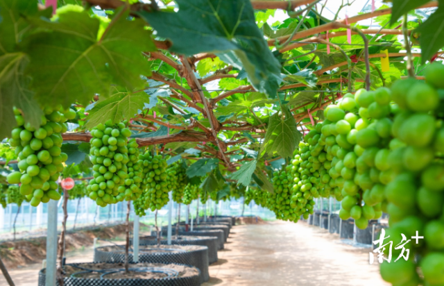 位于广东生态工程职业学院的黄金香印科研基地。 位于广东生态工程职业学院的黄金香印科研基地。