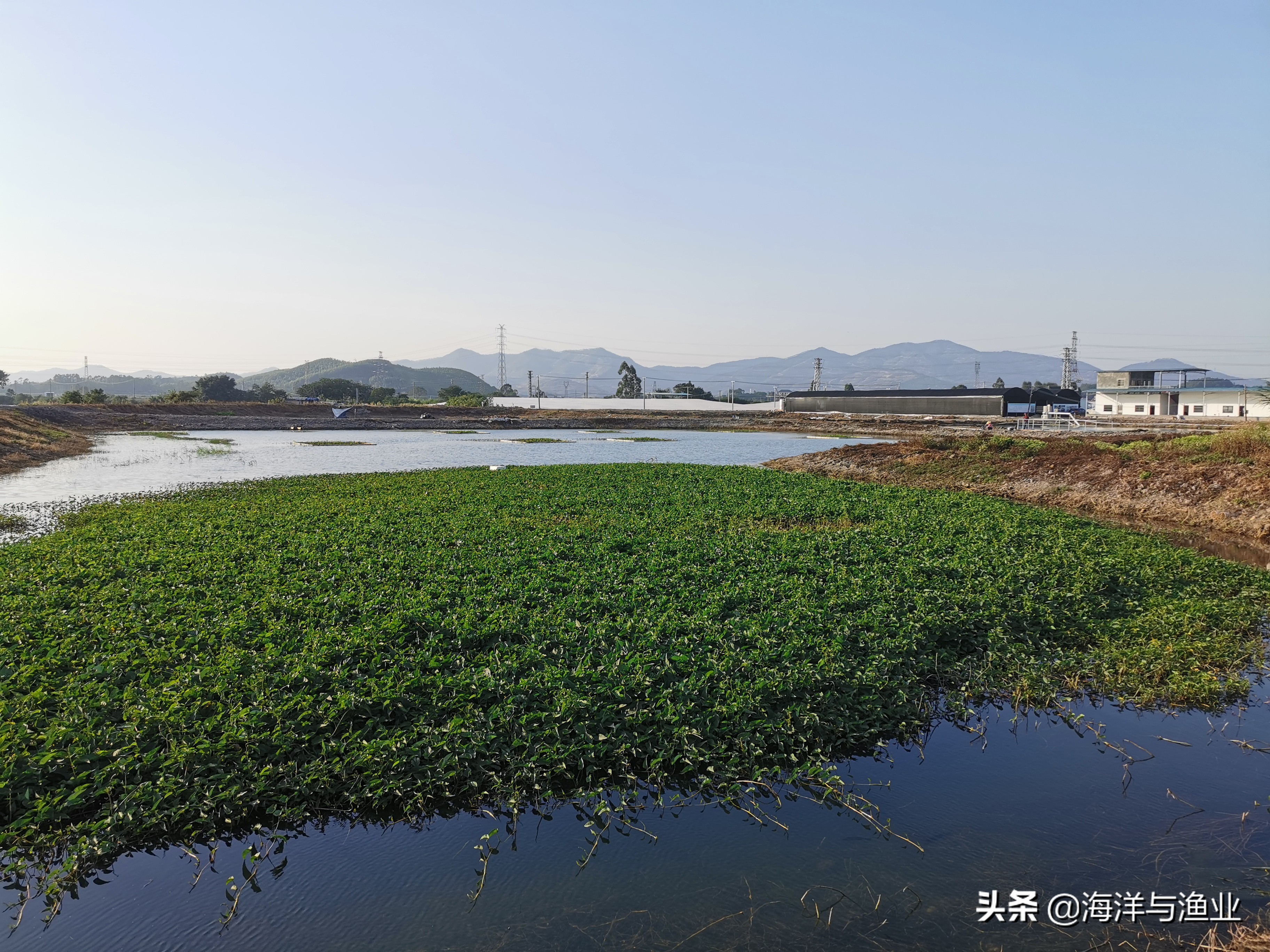 从鱼塘到美丽渔场 佛山预计2022上半年完成2万亩池塘升级改造