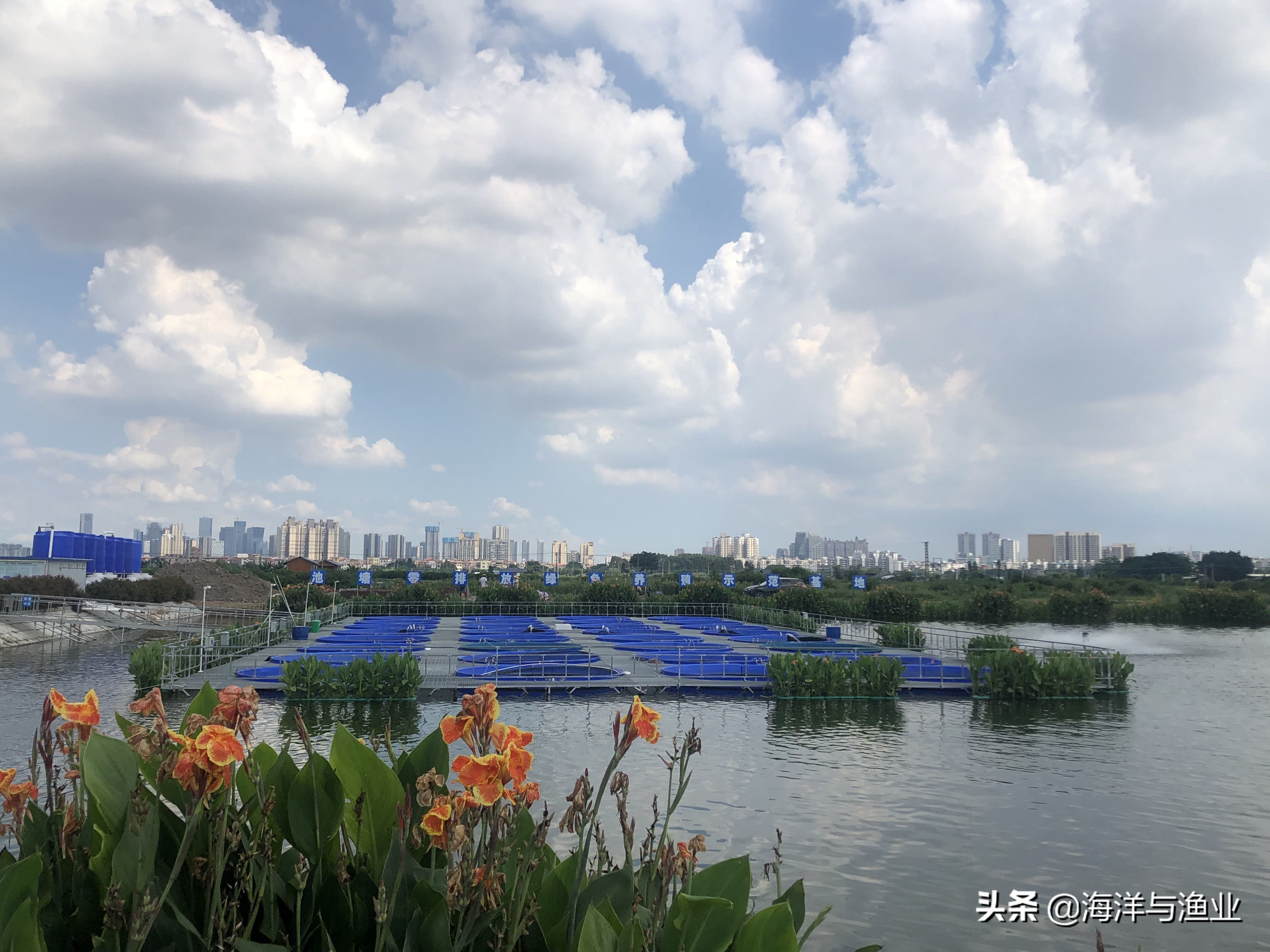 从鱼塘到美丽渔场 佛山预计2022上半年完成2万亩池塘升级改造