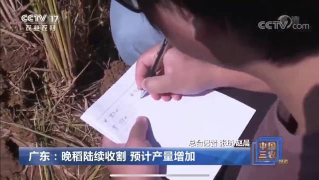 从化晚稻登上央视农业农村频道。 从化晚稻登上央视农业农村频道。