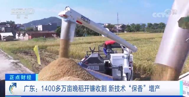 从化晚稻登上央视财经频道。 从化晚稻登上央视财经频道。