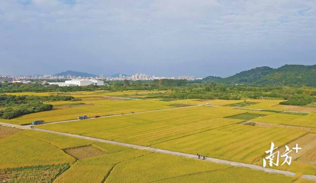 从化晚稻成熟待收。 从化晚稻成熟待收。