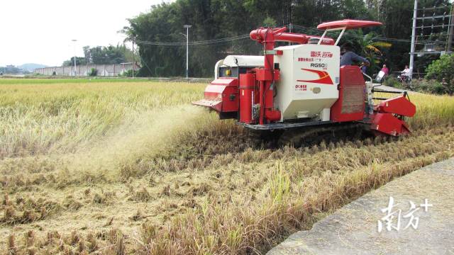 收割机入田。 收割机入田。