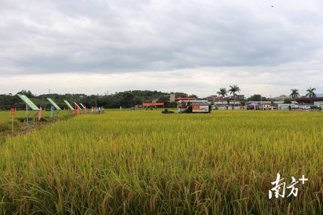 收割机入田。 收割机入田。