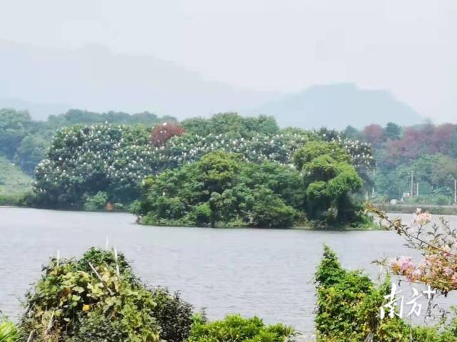 地处英红镇田江村的鸟岛湿地公园，每逢4月-11月，就有大批鸟类迁徙到此。通讯员供图