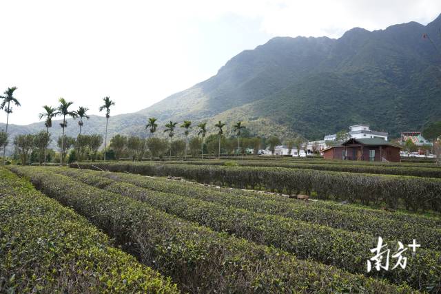 海丰县莲花茶业有限公司茶园基地