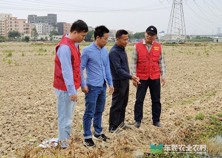 “轻骑兵”联合省专家到粮食高产示范区现场开展技术指导.jpg