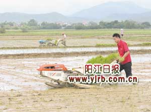 种田大户请来插秧机补插秧苗。周辑 摄