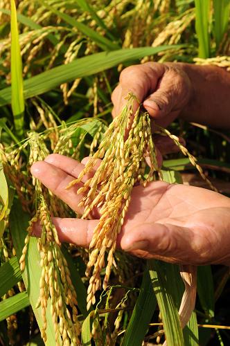 海南琼海市一名农民在稻田里查看稻谷生长情况(8月21日摄)。 国家统计局8月30日发布公告,2011年全国早稻总产量为3276万吨(655亿斤),比上年增产143万吨,增长4.5%。公告显示,2011年全国早稻播种面积5751千公顷,比上年减少45千公顷,下降0.8%。全国早稻单产为每公顷5697公斤,比上年增加290公斤/公顷,提高5.4%。 据悉,国家统计局公布的早稻产量数据,由早稻主产区以省为总体抽样调查和非主产区全面统计两种方式调查得出。 新华社发(蒙钟德 摄)