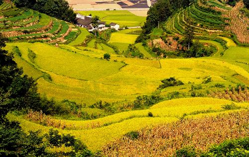 8月30日在湖北恩施宣恩县拍摄的金色稻田。 国家统计局8月30日发布公告,2011年全国早稻总产量为3276万吨(655亿斤),比上年增产143万吨,增长4.5%。公告显示,2011年全国早稻播种面积5751千公顷,比上年减少45千公顷,下降0.8%。全国早稻单产为每公顷5697公斤,比上年增加290公斤/公顷,提高5.4%。 据悉,国家统计局公布的早稻产量数据,由早稻主产区以省为总体抽样调查和非主产区全面统计两种方式调查得出。 新华社发(田丹 摄)